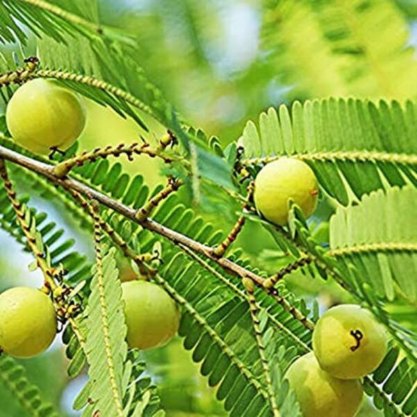 PANKAJ NURSERY GRAFTED AMLA PLANT (CHAKAIYA)