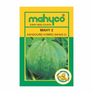 mahyco ASHGOURD  HY.MAHY 2 (MHAG-2) 50 GM