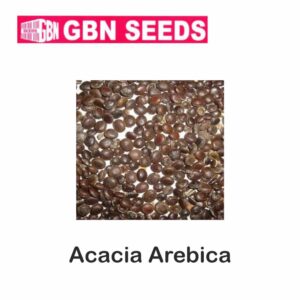 GBN acacia arebica (Desi Babul) seeds (1 KG)(pack of 10)