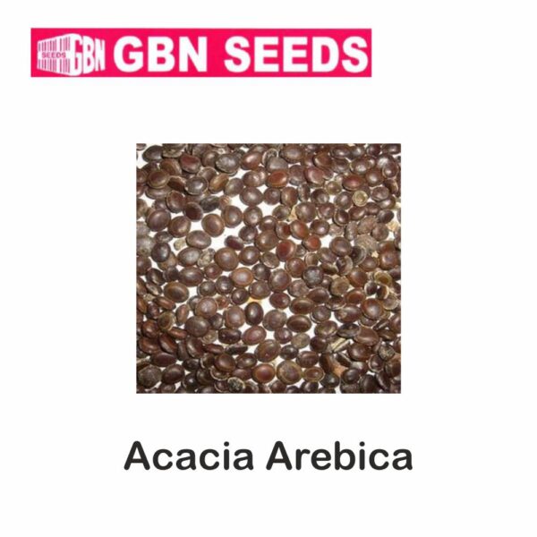 GBN acacia arebica (Desi Babul) seeds (1 KG)(pack of 10)