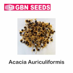 GBN Acacia auriculiformis seeds (1 KG)(pack of 10)