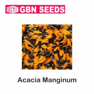 GBN acacia maginum(orignal)seeds (1 KG)(pack of 10)