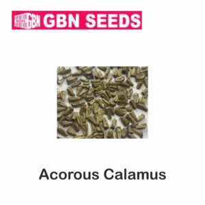GBN acorous calamus(Buch) seeds (1 KG)(pack of 10)