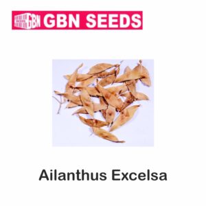 GBN ailanthus excelsa(Araduso)seeds (1 KG)(pack of 10)