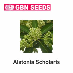 GBN alstonia scholaris seeds (1 KG)(pack of 10)