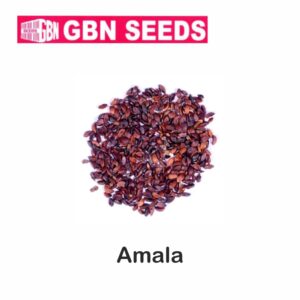GBN amala seeds (1 KG)(pack of 10)