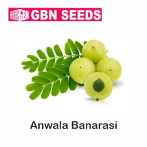 GBN anwala banarasi seeds (1 KG)(pack of 10)