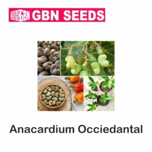 GBN Anacardium occidentale (cashews) seeds (1 KG)(pack of 10)