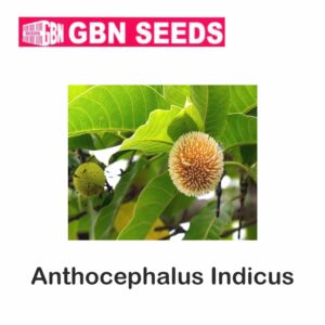 GBN anthocephalus indicus (kadam) seeds (1 KG)(pack of 10)