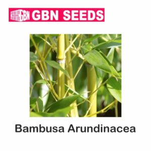 GBN BAMBUSA ARUNDINACEA BAMBOO seeds(1 KG)(pack of 10)