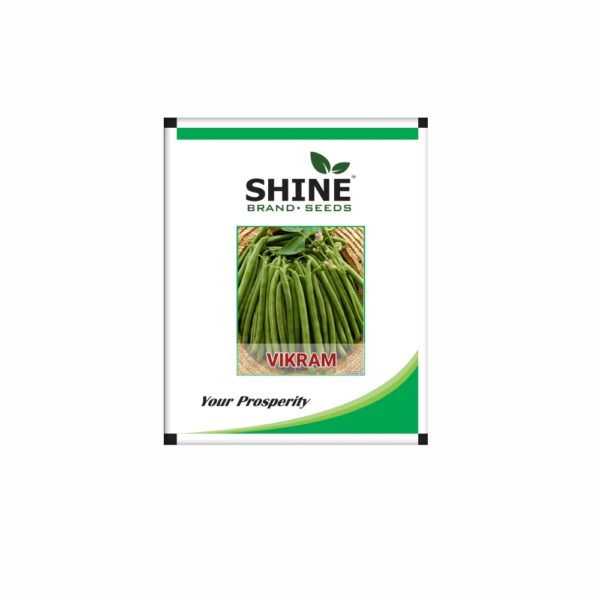 SHINE F1 BUSH BEAN- VIKRAM BEANS SEEDS (500 GM)