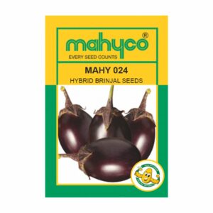 mahyco BRINJAL HY. MAHY 024  10 GM