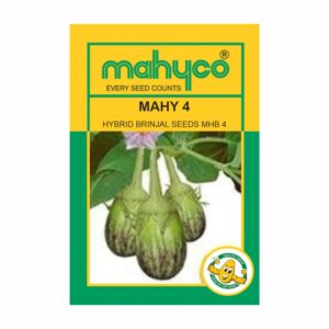 mahyco BRINJAL MAHY 4  (MHB-4) 10 GM
