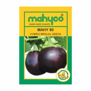 mahyco BRINJAL MAHY 80 (MHB-80) (10 GM)