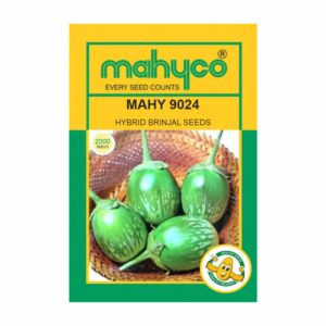 mahyco BRINJAL MAHY 9024 (2000 SEEDS)