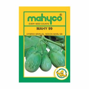 mahyco BRINJAL MAHY 99 (MHBJ-99)  10 GM