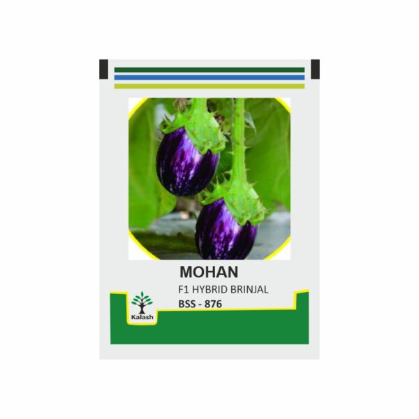 KALASH BRINJAL MOHAN (10 GM)