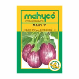 mahyco BRINJAL MAHY 11 (MEBH-11) (10 gm)