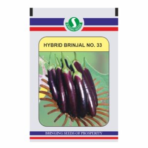 sungro BRINJAL HYBRID NO.33 10Gm