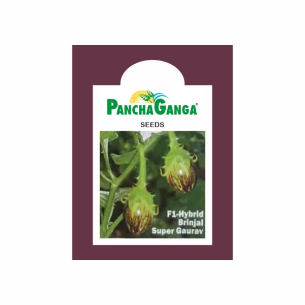 Panchaganga BRINJAL SUPER GAURAV (10 GM)