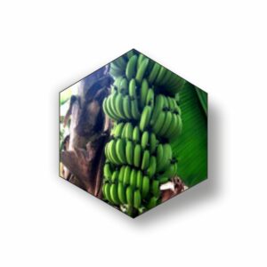 M G Biotech G- 9 Banana Plant (Minimum Qty 3000 PLANTS)