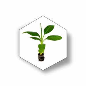 M G Biotech Yelakki Banana Plant (Minimum Qty 3000 PLANTS)