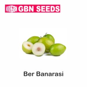 GBN ber banarasi seeds (1 KG)(pack of 10)