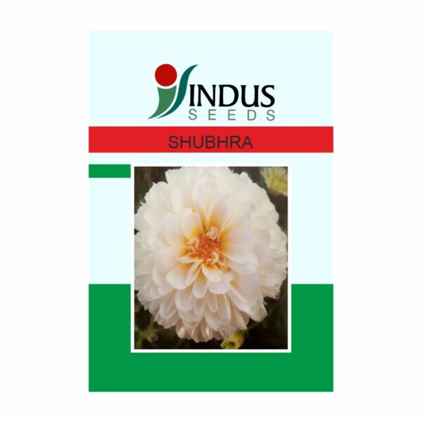 I&b Bijilee Shubhra (10 Gm)