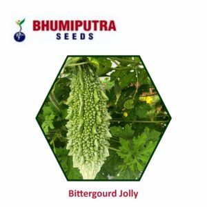 BHUMIPUTRA Hybrid Bittergourd Jolly seeds (50 gm)