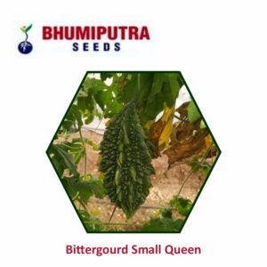 BHUMIPUTRA Hybrid Bittergourd Small Queen seeds (50 gm)