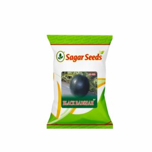 Sagar Black Badshah F-1 Hybrid Watermelon Seed (50 GM)
