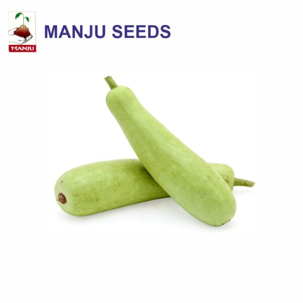 manju Bottel Gourd seeds (1 KG)(PACK OF 10)