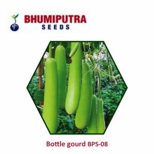 BHUMIPUTRA Hybrid Bottle gourd BPS-08 seeds (50 gm)