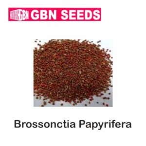 GBN Broussonetia papyrifera (paper mulberry) seeds (1 KG)(pack of 10)