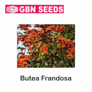 GBN butea frandosa seeds (1 KG)(pack of 10)