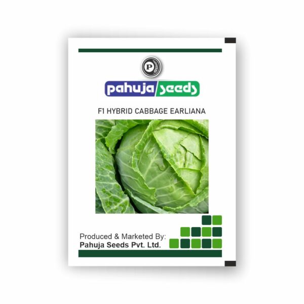 PAHUJA CABBAGE EARLIANA - PAHUJA - (50GMS)