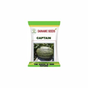 DAINAMIC PUMPKIN CAPTIAN (50 gm)