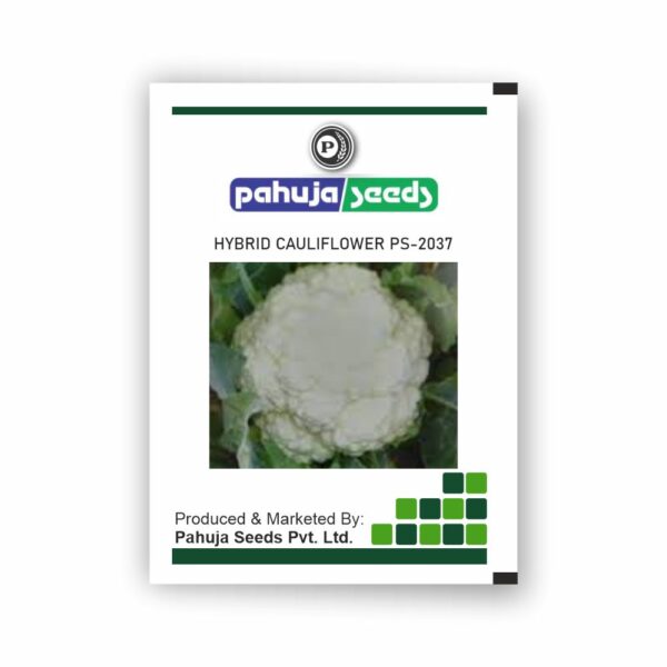 PAHUJA HY. CAULIFLOWER PS-2037 - PAHUJA - (10GMS)
