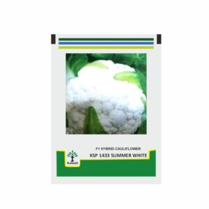 KALASH Cauliflower KSP 1433 Summer White F1 (10 gm)