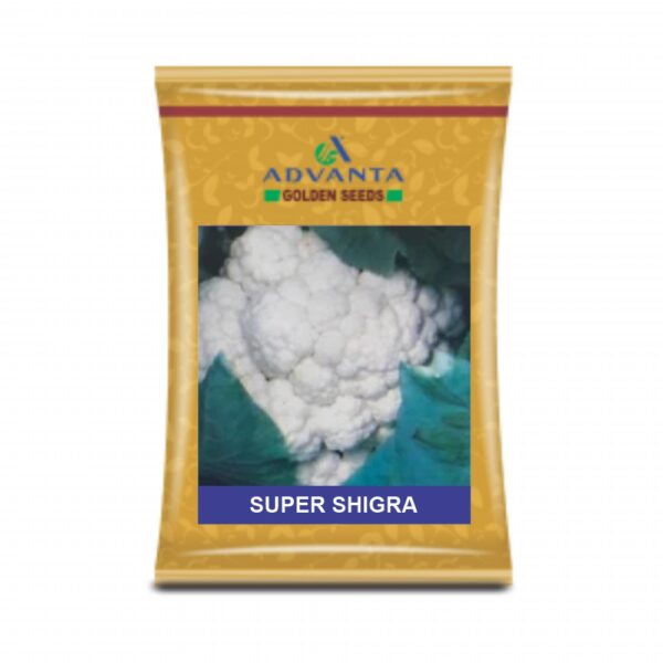 ADVANTA/upl CAULIFLOWER SUPER SHIGRA (10GM)