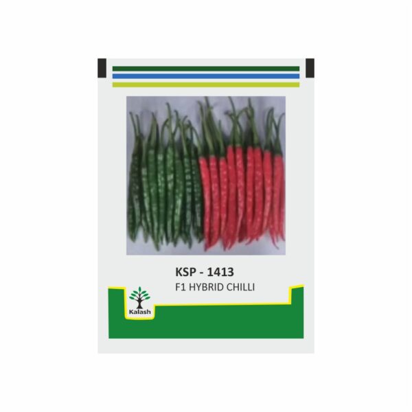 KALASH CHILLI SHIVGAMINI ( 1413) (10 gm)