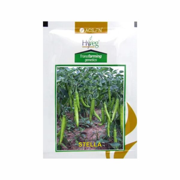 RASI-ACSEN HYVEG CHILLI STELLA (10 GM)