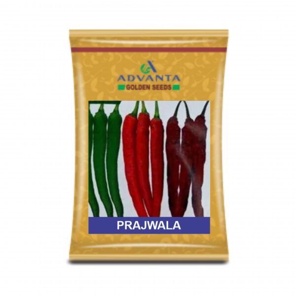 ADVANTA/upl CHILLI PRAJWALA (10 GM)