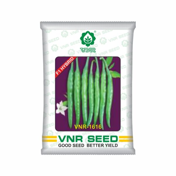 VNR f1 CHILLI HYBRID 1616 (10 gm)
