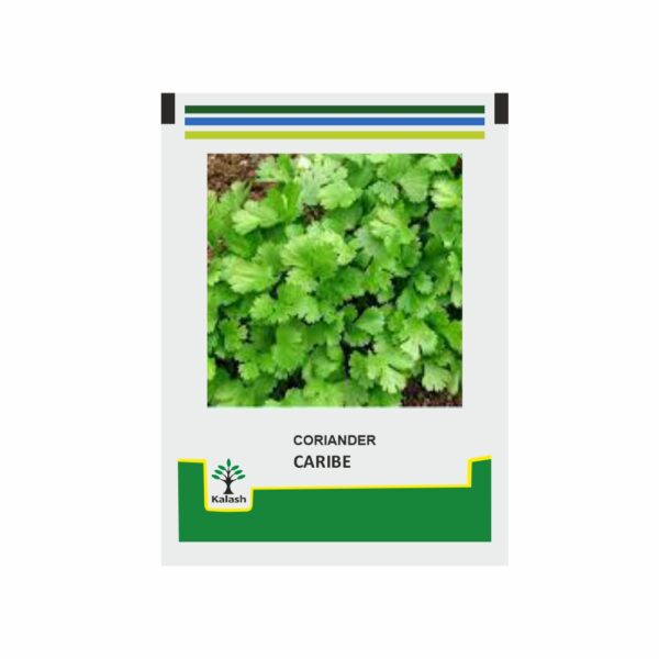 KALASH CORIANDER CARIBE (500 GM)