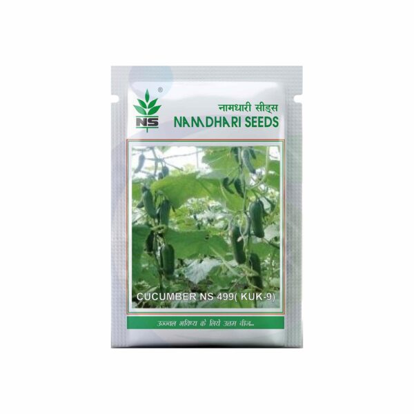 Namdhari CUCUMBER NS 499( KUK-9)-(1000 SEEDS)