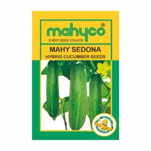 mahyco CUCUMBER HY.MAHY SEDONA  25 GM