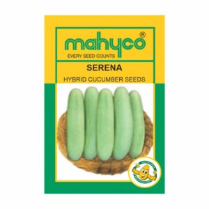 mahyco CUCUMBER SERENA (25 GM)