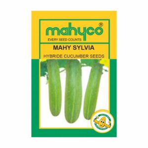 mahyco CUCUMBER HY. MAHY  SYLVIA (10 GM)