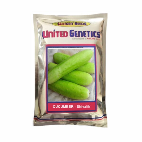 UNITED GENETICS CUCUMBER UNITED SHIVALIK SEEDS (25 GM)